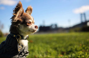 Genuine Leather Dog Collar: Saint -Yves Collar