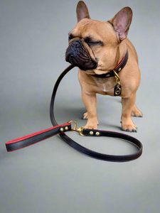 Genuine Leather Dog Collar: Dooley Collar