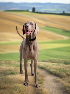 Genuine Leather Dog Collar: Ascot Collar