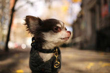 Load image into Gallery viewer, Genuine Leather Dog Collar: Saint -Yves Collar