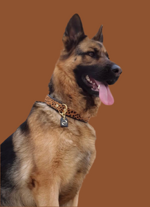 Genuine Leather Dog Collar: Diana Collar