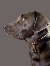 Load image into Gallery viewer, Genuine Leather Dog Collar: Regents Collar