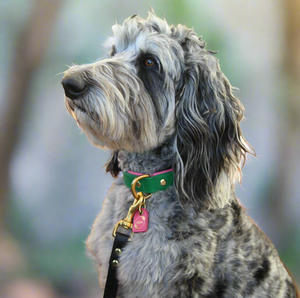 Bestseller// Genuine Leather Dog Collar: Pip Collar  Equestrian Green & Hot Pink Dog Collar