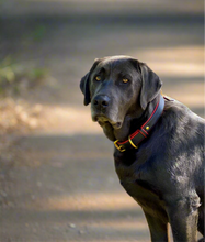 Load image into Gallery viewer, Genuine Leather Dog Collar: Dooley Collar