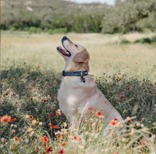 Load image into Gallery viewer, Genuine Leather Dog Collar: Saint -Yves Collar