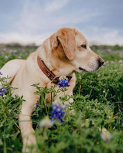 Load image into Gallery viewer, Genuine Leather Dog Collar: Barneys Collar