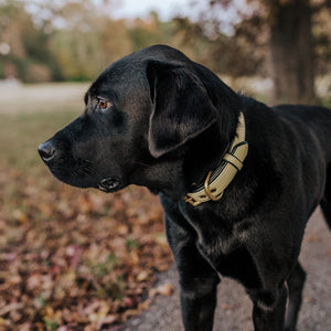 Genuine Leather Dog Collar: Dover Collar