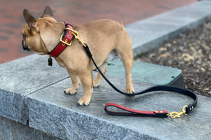 Genuine Leather Dog Collar: Athens Collar