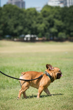 Load image into Gallery viewer, Genuine Leather Dog Collar: Ravenna Collar