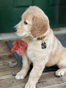 Genuine Leather Dog Collar: Cavalli Collar