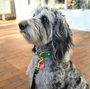 Bestseller// Genuine Leather Dog Collar: Pip Collar  Equestrian Green & Hot Pink Dog Collar