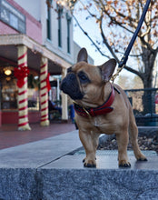 Load image into Gallery viewer, Genuine Leather Dog Collar: Athens Collar