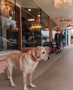 Genuine Leather Dog Collar: Mayfair Collar