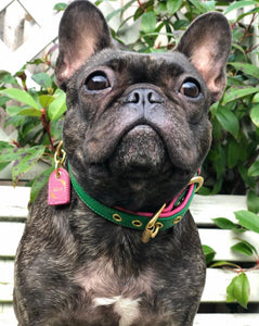 Bestseller// Genuine Leather Dog Collar: Pip Collar  Equestrian Green & Hot Pink Dog Collar