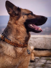 Load image into Gallery viewer, Genuine Leather Dog Collar: Diana Collar