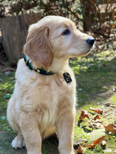 Load image into Gallery viewer, Genuine Leather Dog Collar: Ravenna Collar