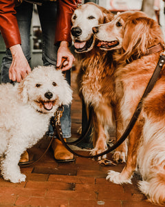 Genuine Leather Dog Collar: Barneys Collar