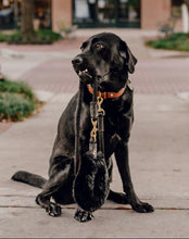 Load image into Gallery viewer, Genuine Leather Dog Collar: Cavalli Collar