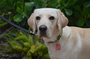 Bestseller// Genuine Leather Dog Collar: Pip Collar  Equestrian Green & Hot Pink Dog Collar