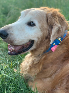 Genuine Leather Dog Collar: Key Largo Collar