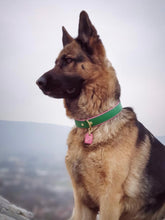 Load image into Gallery viewer, Bestseller// Genuine Leather Dog Collar: Pip Collar  Equestrian Green &amp; Hot Pink Dog Collar