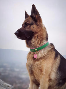 Bestseller// Genuine Leather Dog Collar: Pip Collar  Equestrian Green & Hot Pink Dog Collar